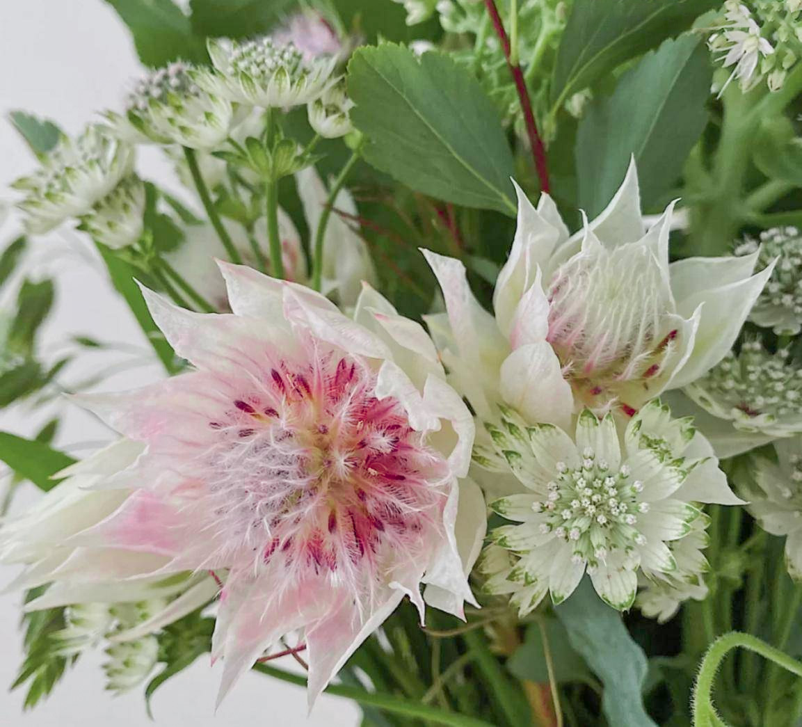 🌸Blushing Bride: A Reflection of Elegance and Romance-chloriseeds