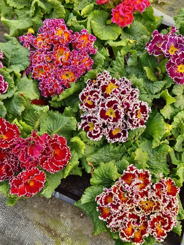 Primula Malacoides Seeds, Primrose Seeds-chloriseeds