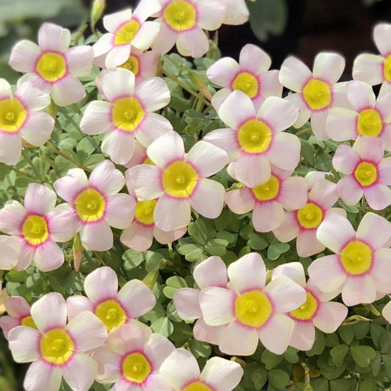 Rare Oxalis Glabra 100 Seeds