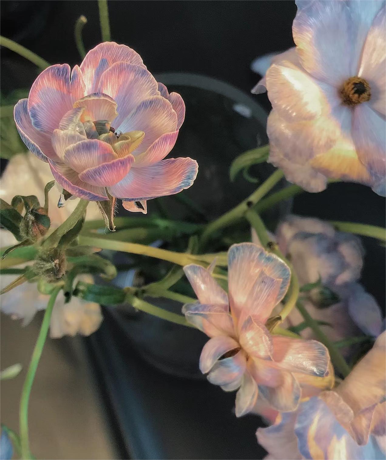 🦋Powdery Purple Butterfly Ranunculus-chloriseeds