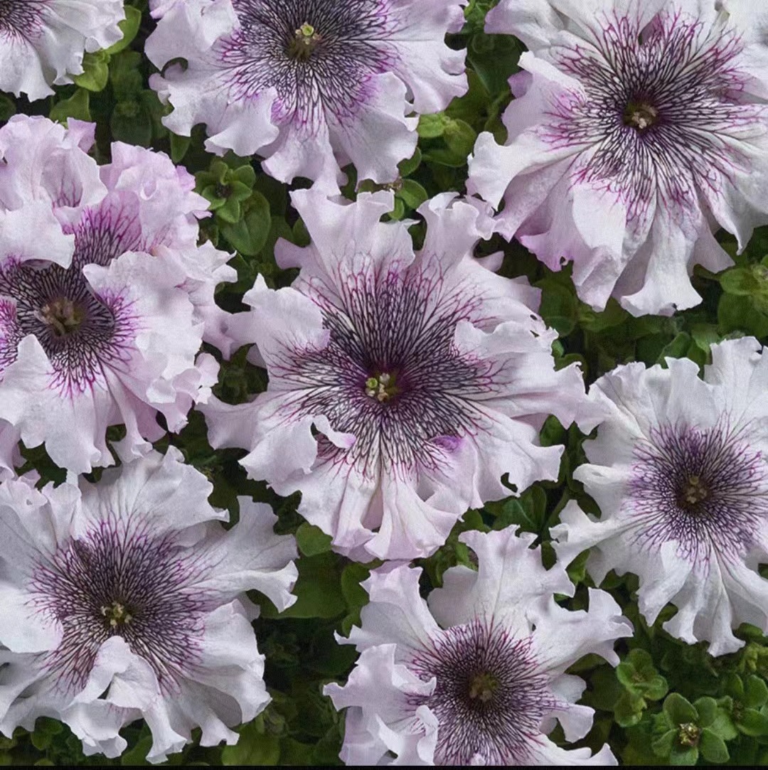 Giant Petunias Seeds