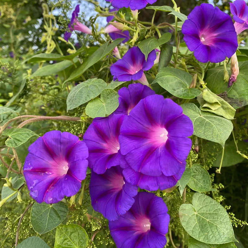 🔥Hot Selling🪴 Morning Glory Climbing Plants - 200 Seeds💥37%OFF