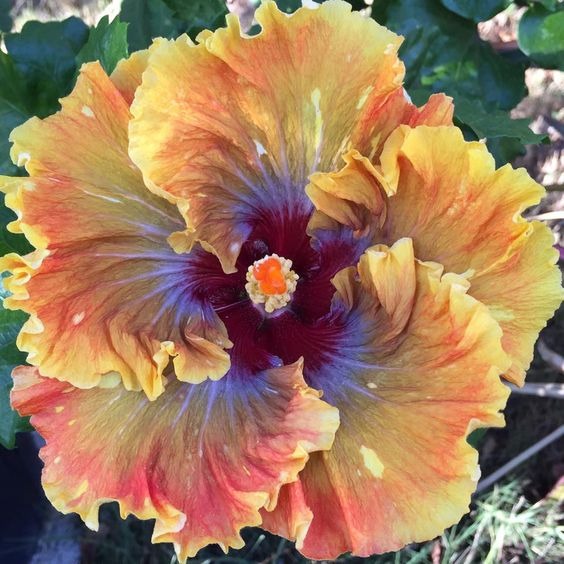 Giant Hibiscus Seeds, Rose Mallow Seeds, Frost-Resistant Flower Seeds