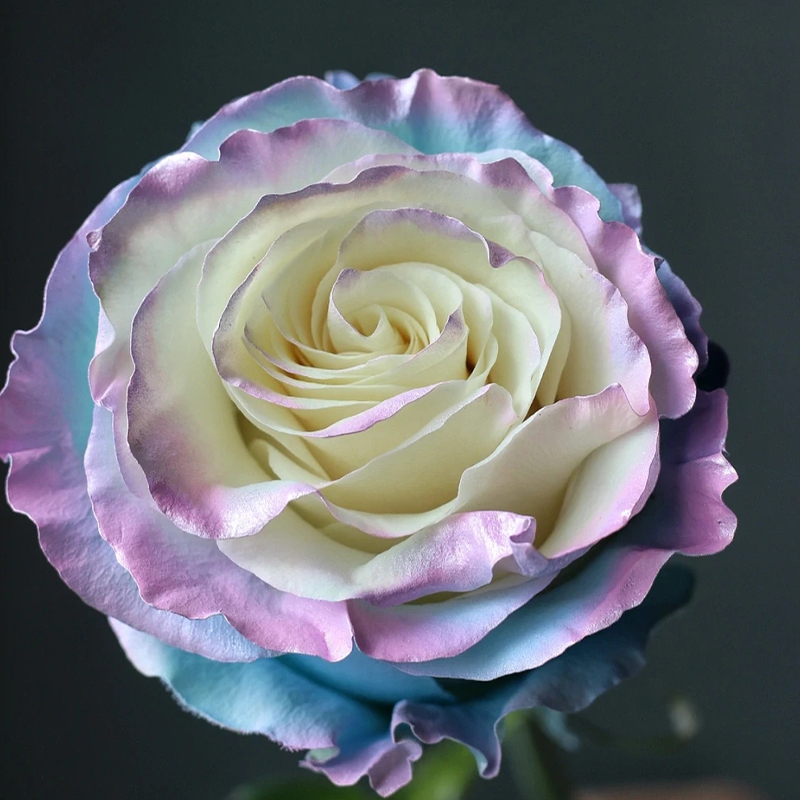 🌹Rare Rose - Fairy Tale