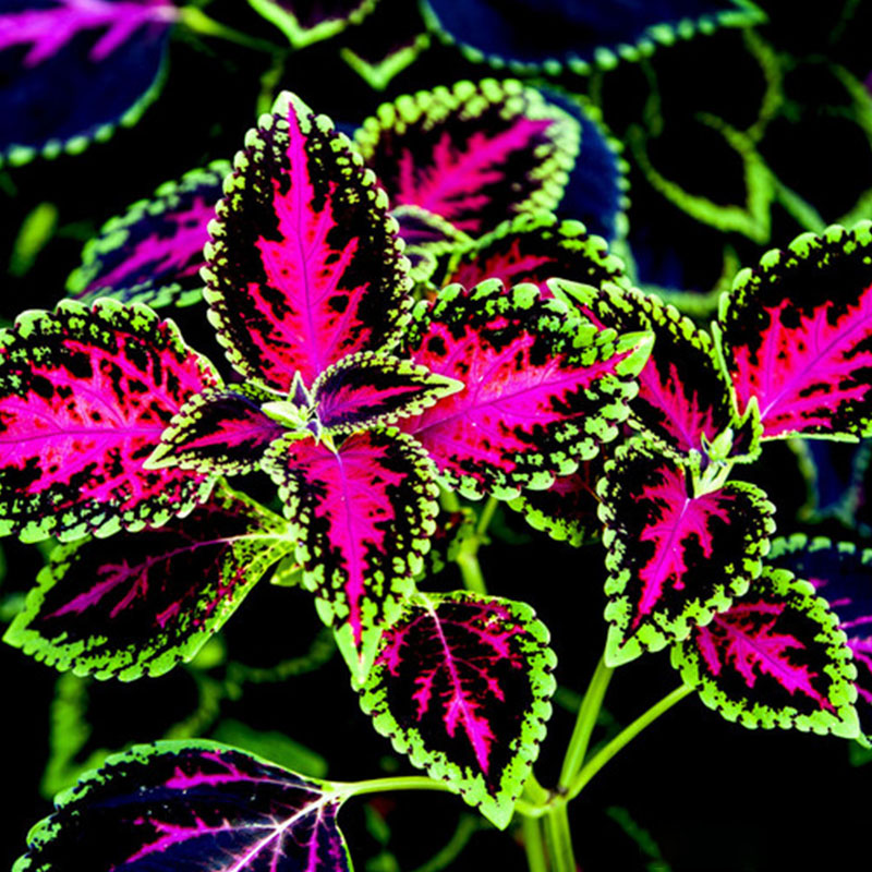 🔥53%OFF Mixed-Color Coleus Bonsai Flower Leaf Plants Seeds 💥Best selling in 2024 