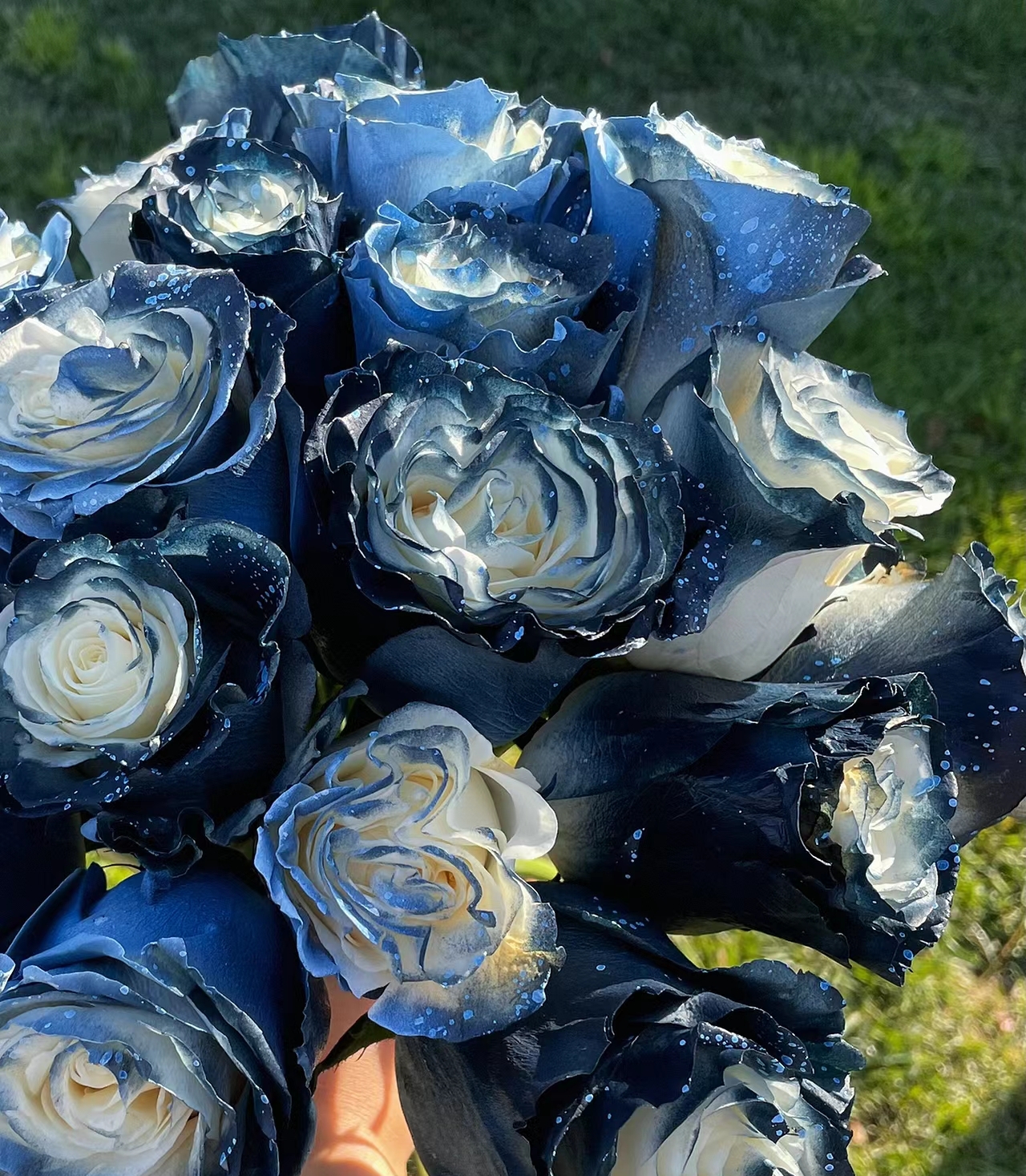 Starry Galaxy Rose - Rare Rose