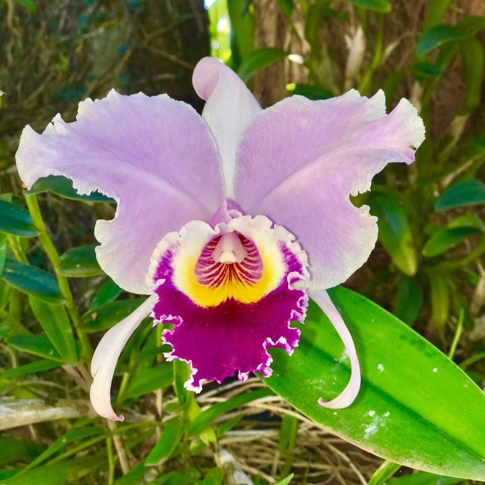 Orchids Cattleya Flower Seeds Rare 9 Kinds Home Plant Perennial Bonsai-chloriseeds