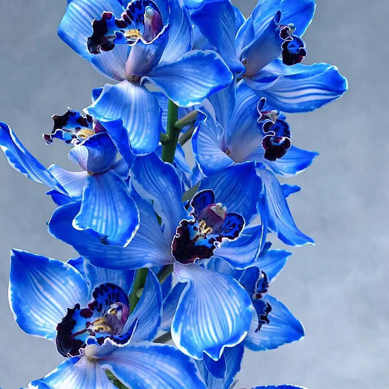 Cymbidium Orchid Seeds, Rare Cymbidium Seeds