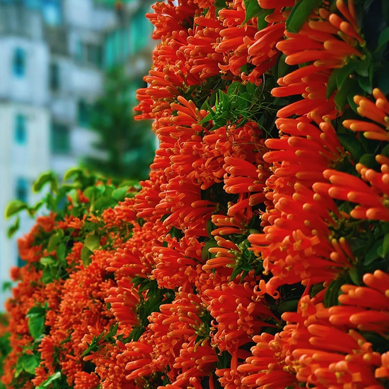 Pyrostegia venusta orange flame vine, beautiful climbing plant