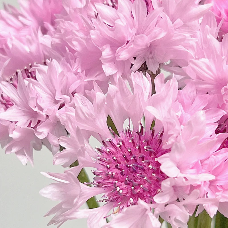 Cornflower / Bachelor Button Seeds