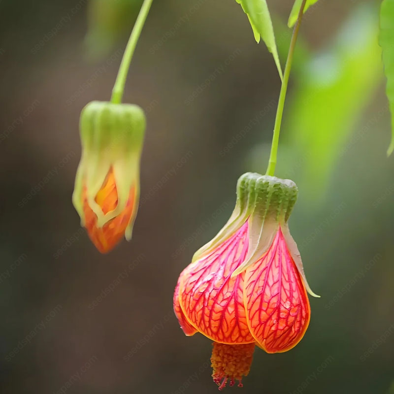 🌈New product launch🦄Abutilon pictum seeds✨Flowers bloom upside down