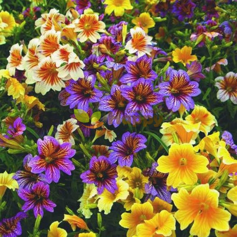Salpiglossis sinuata