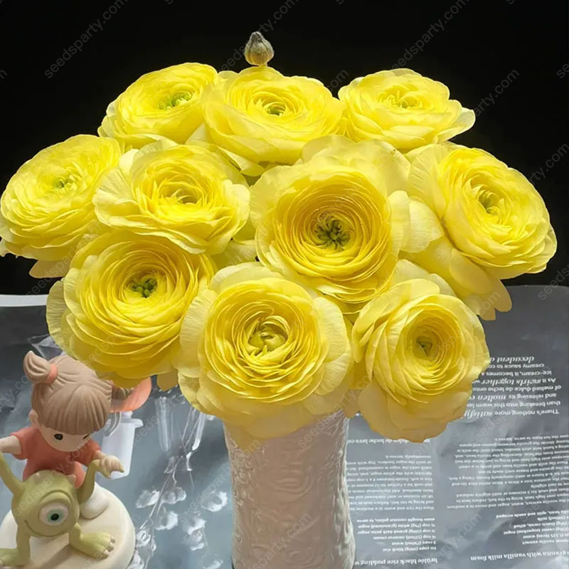 💥37%OFF Mixed-Color Ranunculus Bulb