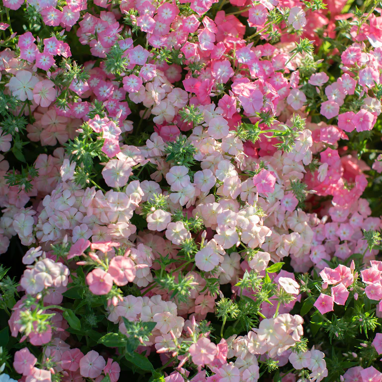 Phlox drummondii - flowering lawn💮