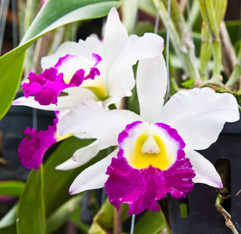 Orchids Cattleya Flower Seeds Rare 9 Kinds Home Plant Perennial Bonsai-chloriseeds