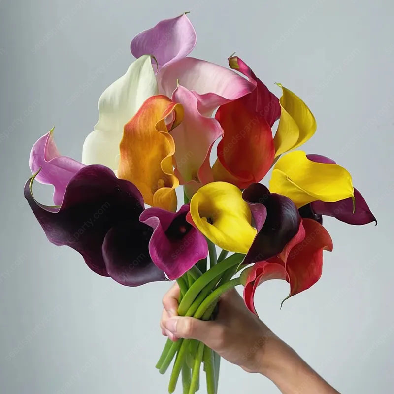 🚀Extremely discounts🌱Calla Bulb🧲Horseshoe-shaped flowers