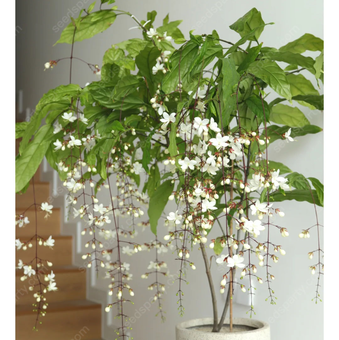 47%OFF🌱Trailing Jasmine Flowers Seeds