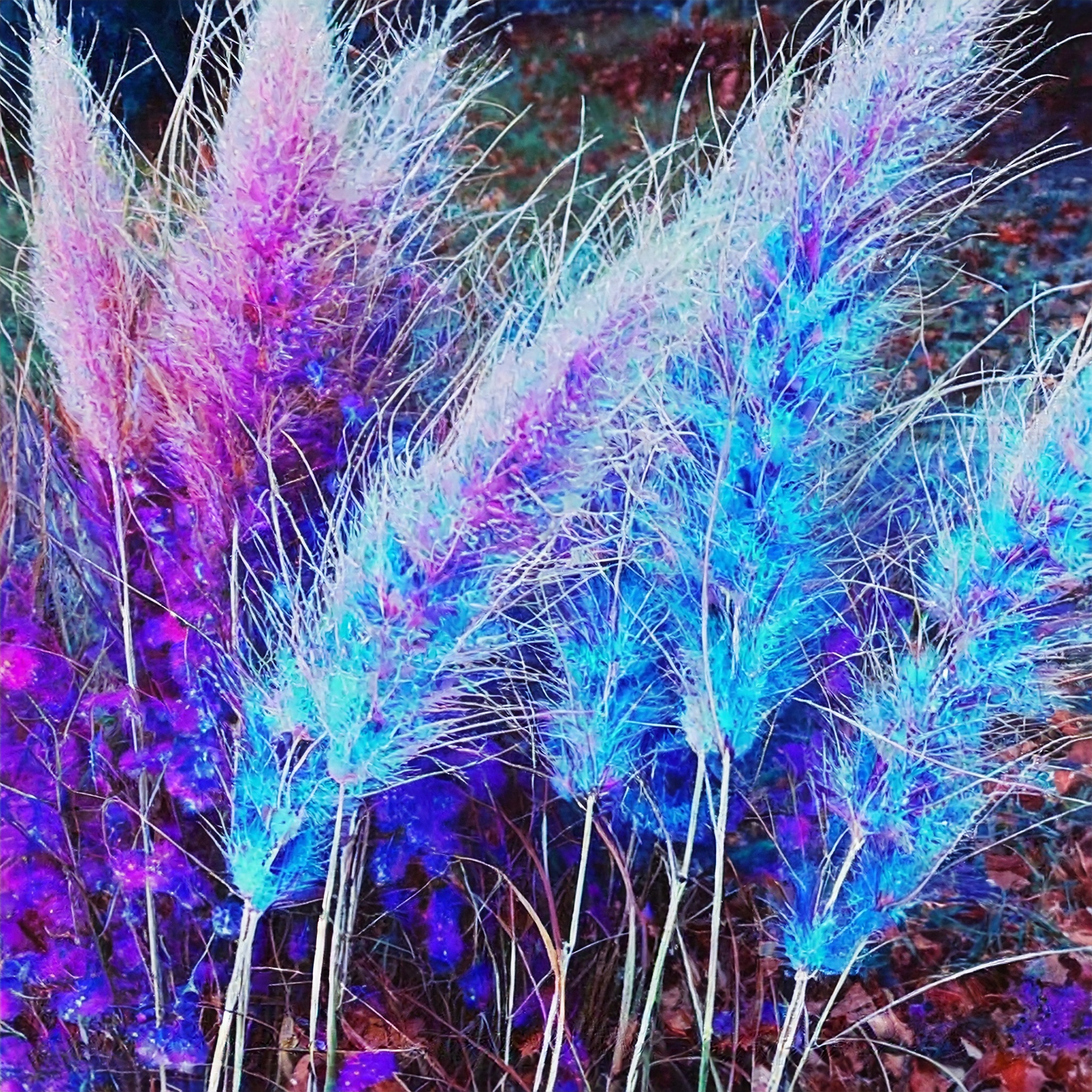 Rainbow Pampas Grass Bonsai Are Very Beautiful Garden Plants Seeds