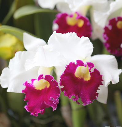 Orchids Cattleya Flower Seeds Rare 9 Kinds Home Plant Perennial Bonsai-chloriseeds