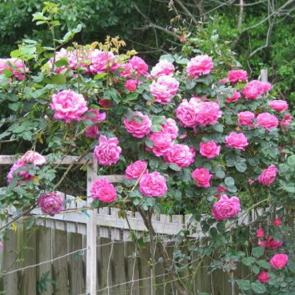 Pink Lady Rose Climbing Seeds