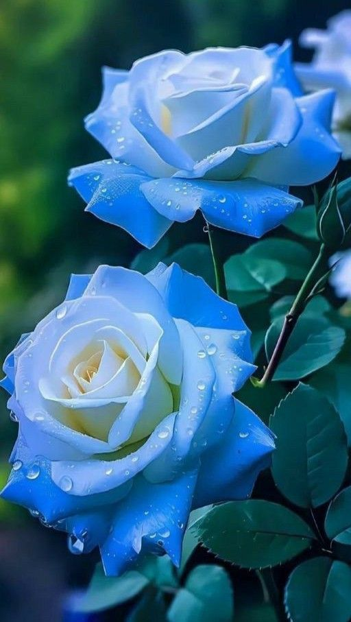 Broken Ice Blue Rose Seeds - Rare