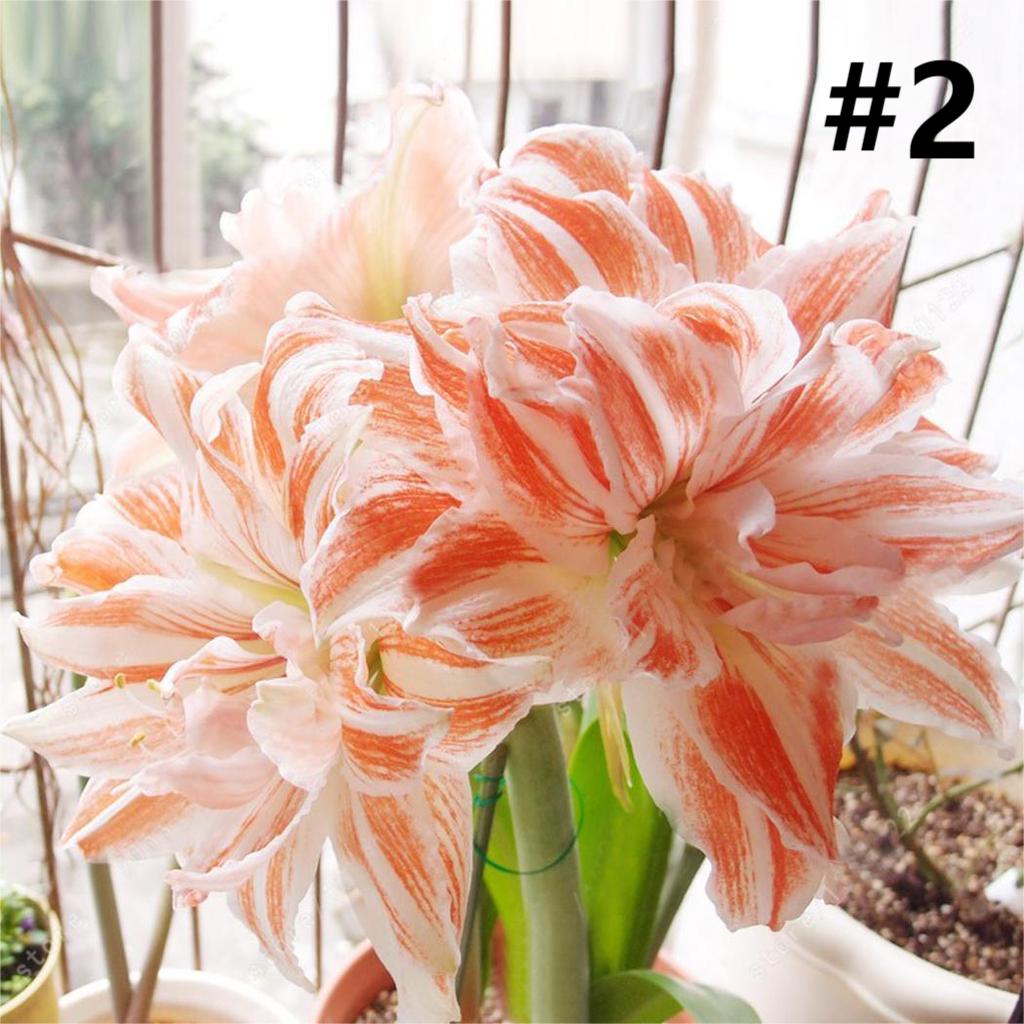 50pcs Hippeastrum Rutilum Seeds Bonsai Home Garden Balcony Plants-chloriseeds