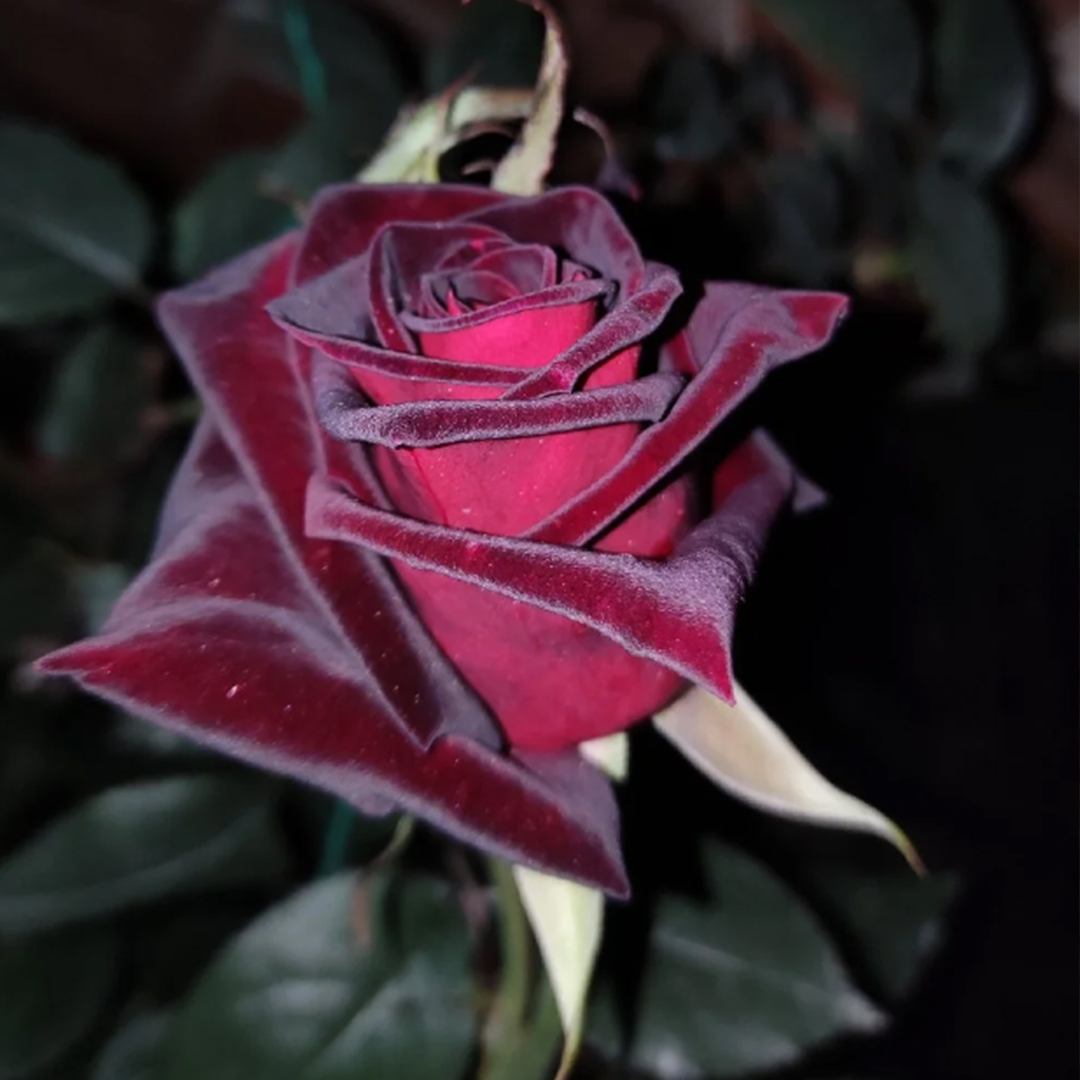 🌹Neues Rosenprodukt🍫Schwarze Bockrose✨so seidig wie schwarze Schokolade