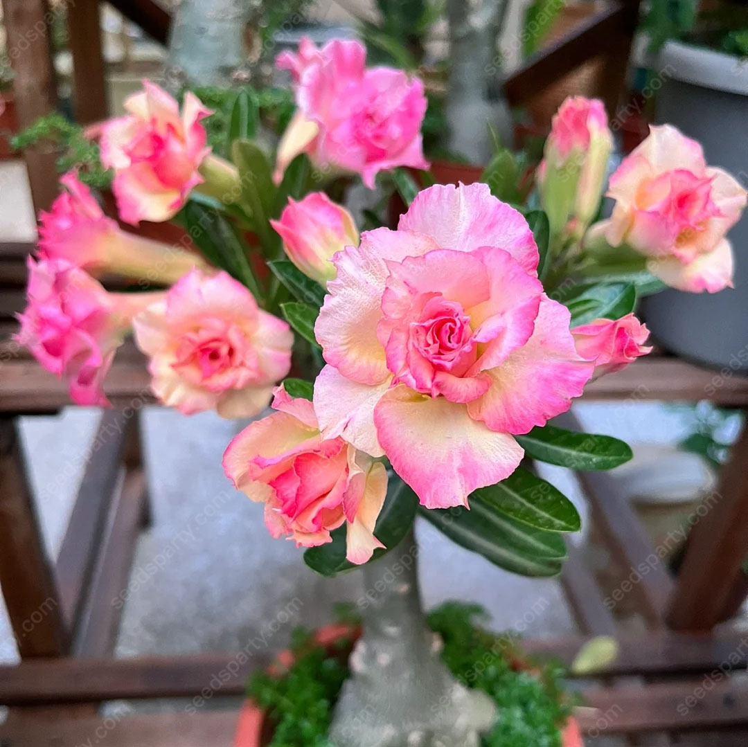 🚀Erstaunliche Pflanzen💖Wüstenrosensamen🌱Super einfach zu züchten