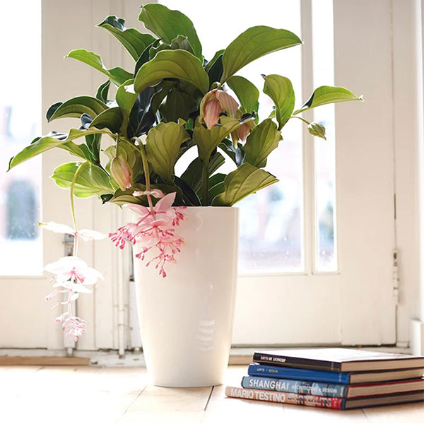 Medinilla Magnifica Flower Seeds-chloriseeds