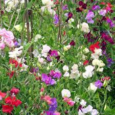 CUT FLOWER MIX SWEET PEA SEED-chloriseeds