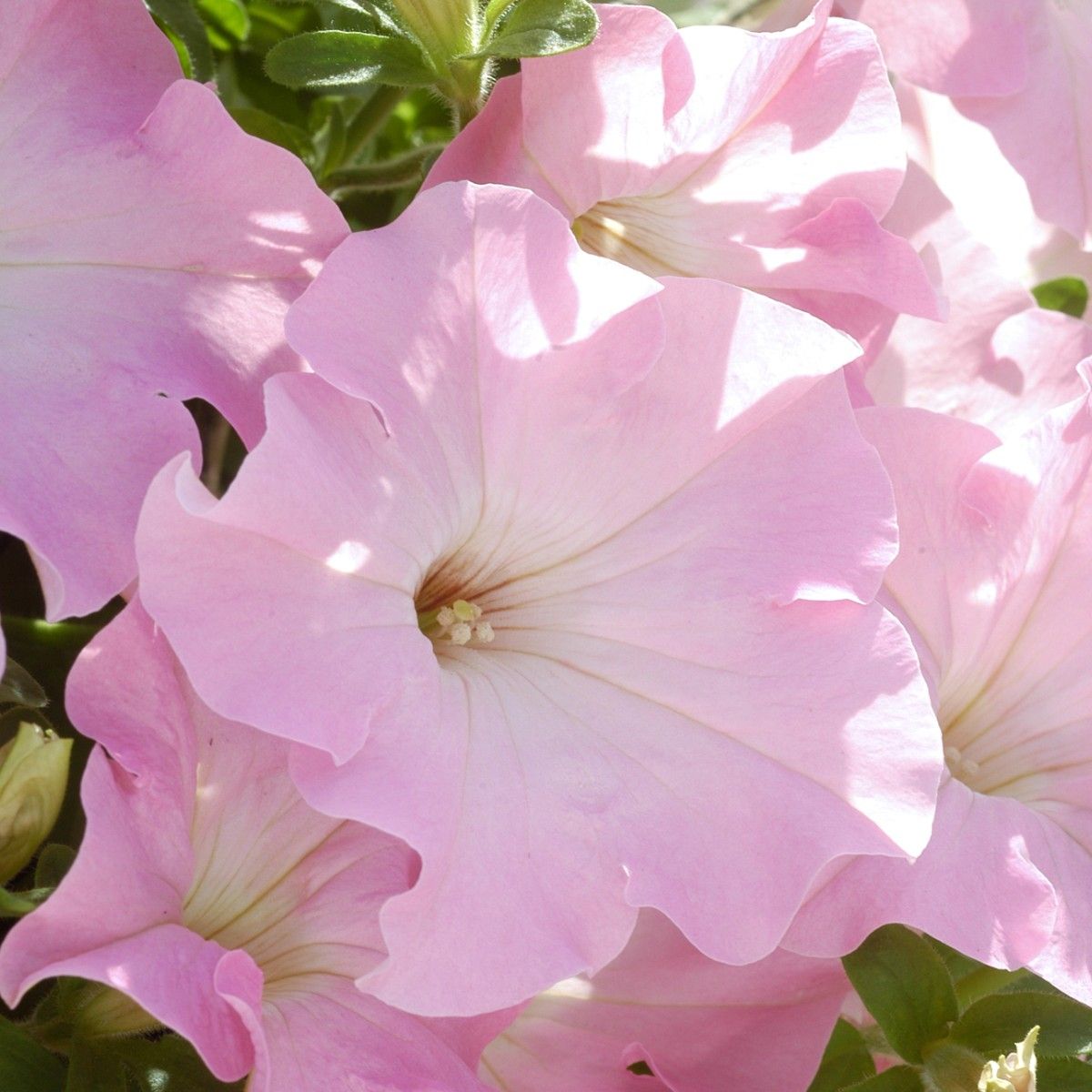 Appleblossom Petunia Seeds-chloriseeds
