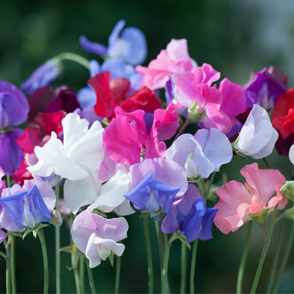 Multi Color Sweet Pea Flower Seeds