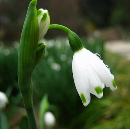 Snowdrop Flower Seeds,50pcs/pack-chloriseeds