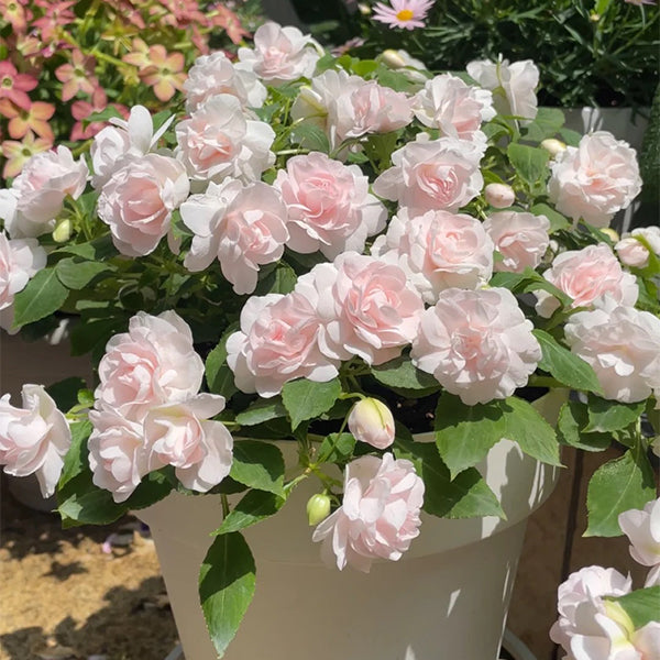 Pink Double Camellia Impatiens Sweet Princess Seeds-chloriseeds