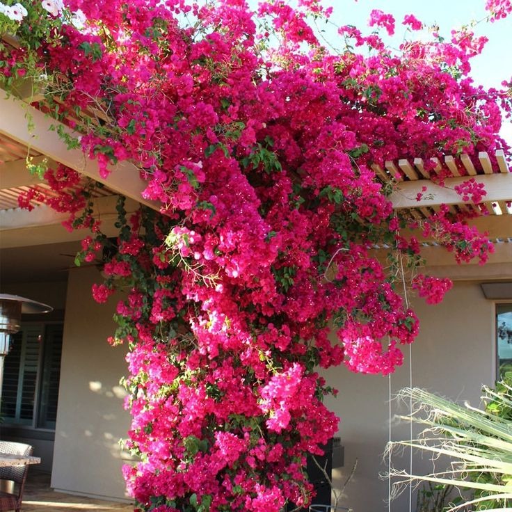 Mixed Colors Bougainvillea Seeds Perennial Ornamental