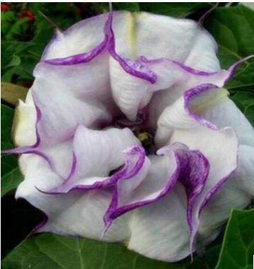 50pcs/Bag Datura Brugmansia Seeds Potted Bonsai Trumpets Angel Flower Seeds