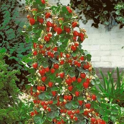 Climbing Strawberry Tree Seeds-chloriseeds