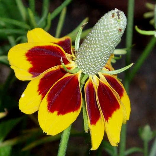 50 Pcs RARE MEXICAN HAT SEEDS-chloriseeds