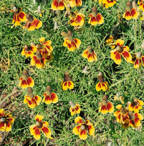 50 Pcs RARE MEXICAN HAT SEEDS-chloriseeds