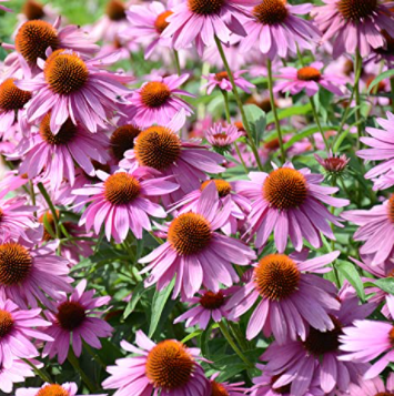50Pcs RARE PURPLE CONEFLOWER SEEDS-chloriseeds