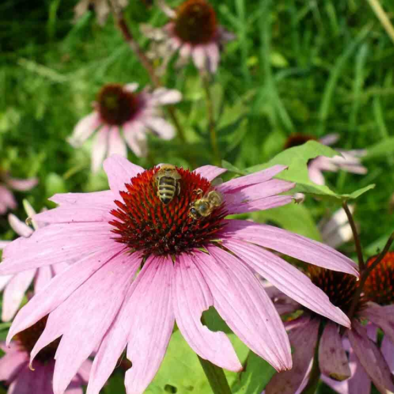 50Pcs RARE PURPLE CONEFLOWER SEEDS-chloriseeds