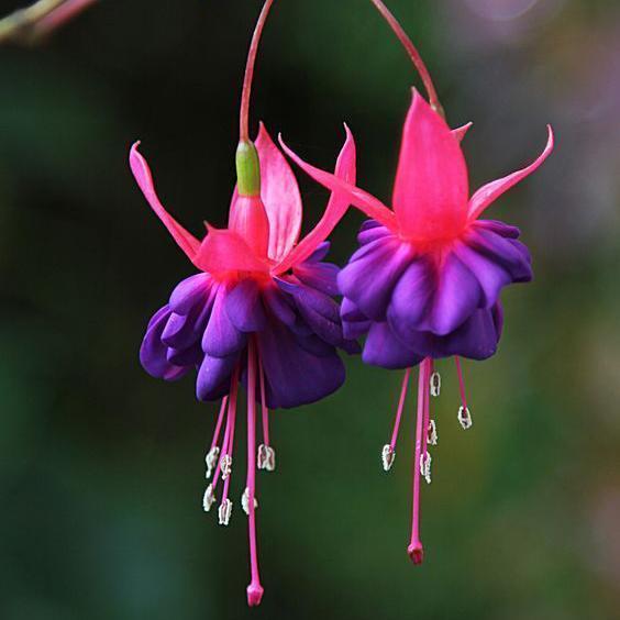 Fuchsia Flowers Seeds Lantern Flower, Bonsai Flower Seeds-chloriseeds