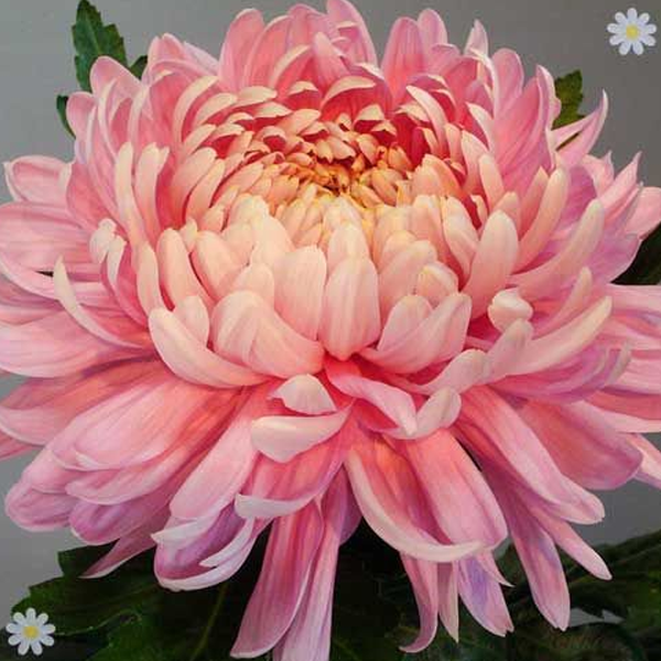 Sweet Pink Helichrysum Strawflower Seeds-chloriseeds