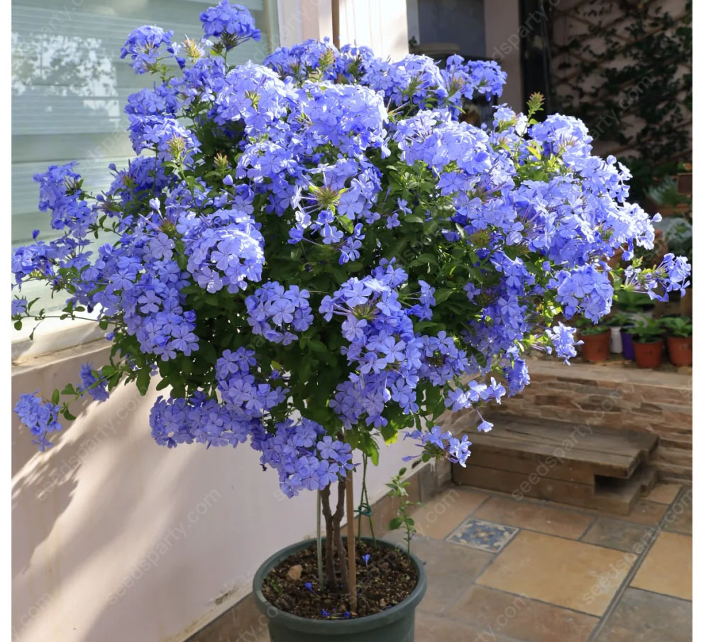 🚀Extremely discounts🌱Blue Plumbago Seeds Easy to Grow with an Extended Bloom Period