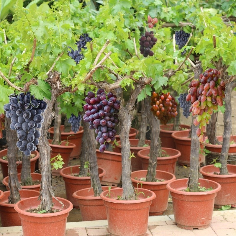 Arctic Red Grapes Seeds🍇Resistant to -40°C🪴Buy 3 Get 1 Free