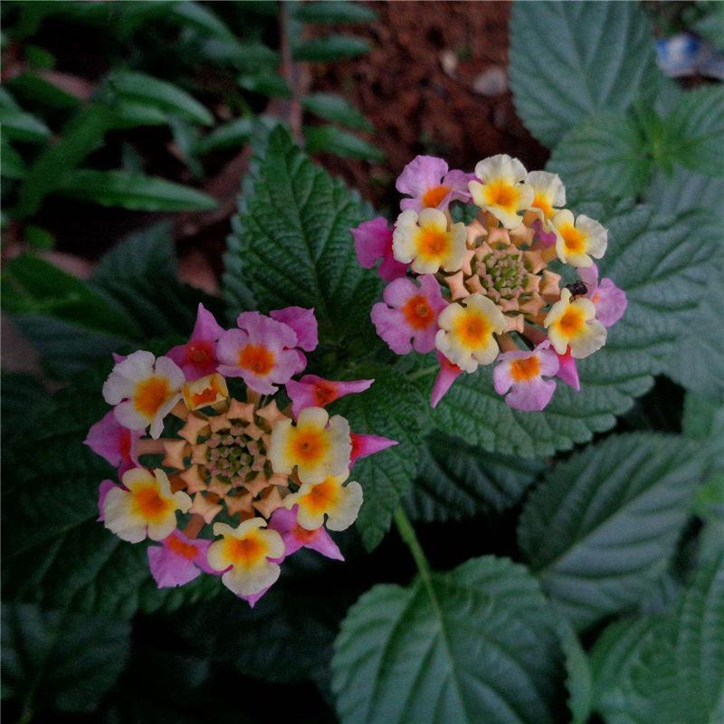 Egrow 30 Pcs/Pack Lantana Seeds Lantana Camara Tree Plan Flower Seeds Home Garden Seeds-chloriseeds