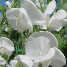 ROYAL WEDDING SWEET PEA SEED-chloriseeds