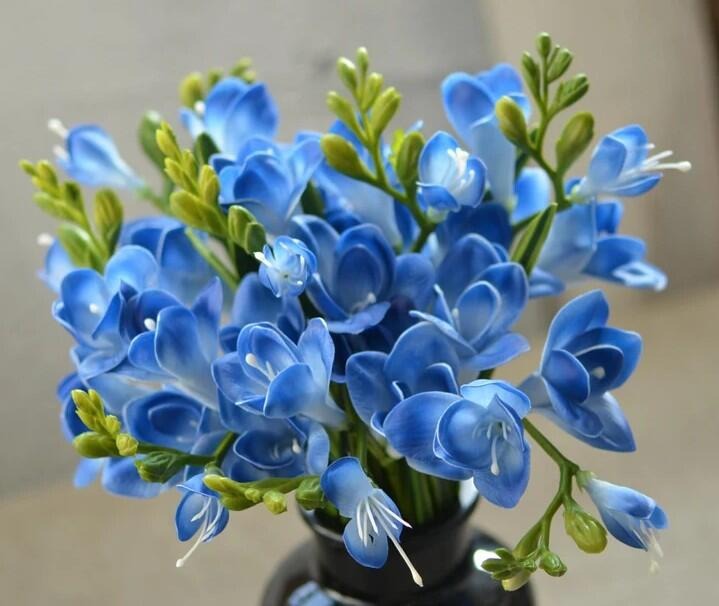 Freesia Fragrance Cloud