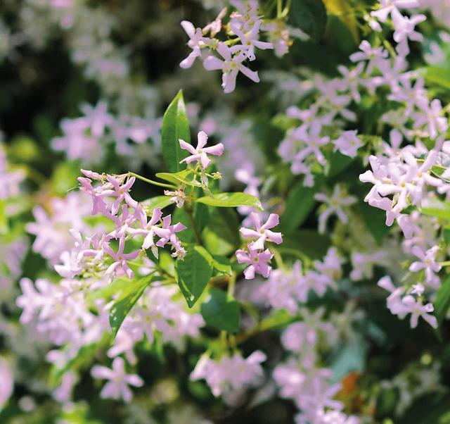 Windmill Jasmine Seeds