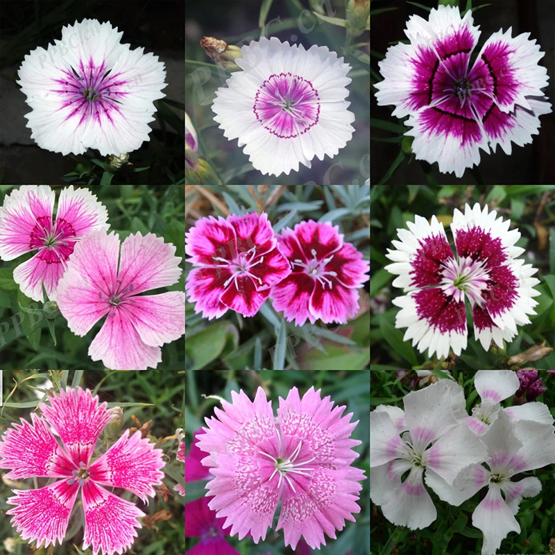 💖Rabatt zum halben Preis✨Dianthus-Blumensamen🌈Regenbogenserie
